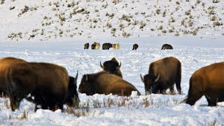 24 Yellowstone Wolves Hunting Bison | Wildlife in 4K | Inspire Wild Media