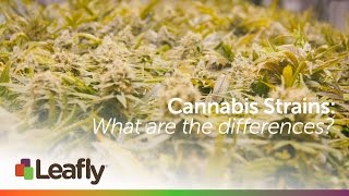 Cannabis Strains: What are the Differences?