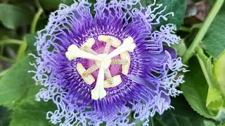 How to care passion flower,(Krishna kamalam) #madhubangardening #fashionflower