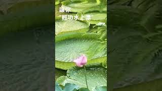 讓你“坐”大王，輕功水上漂一夏！#shorts #蓮花 #桃園