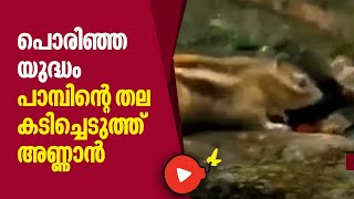 പൊരിഞ്ഞ യുദ്ധം പാമ്പിന്റെ തല കടിച്ചെടുത്ത് അണ്ണാൻ | Snake | Squirrel | Animal fight