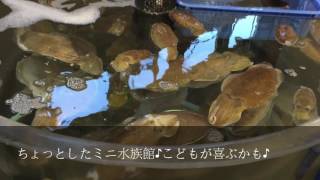 姫路とれとれ市場の様子。お土産コーナー店内から、いけすのミニ水族館♪