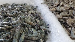 พาชมกุ้งสดๆตลาดประมงพื้นบ้านอ่างศิลา จ.ชลบุรี