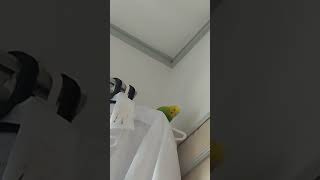 情緒が謎セキセイ♀ #parrot