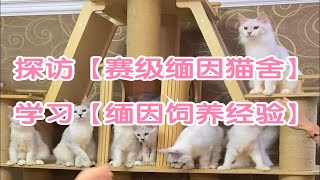 探访国内top级【缅因猫舍】，主理人传授【缅因猫饲养经验】