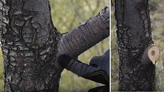 Pruning Deciduous Trees - Spring Cleanup