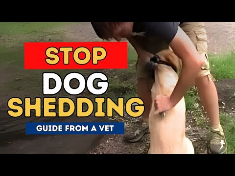 How To Stop Dog Shedding How To Stop Dog Shedding
