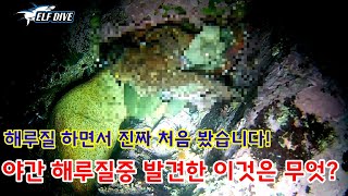 🐙문어 해루질/문어 상처없이 잡는법/돌문어 잡는법/굴문어 잡는법/octopus