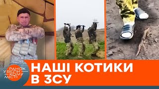 КОТИКИ в ЗСУ: які вони, будні на ПЕРЕДОВІЙ