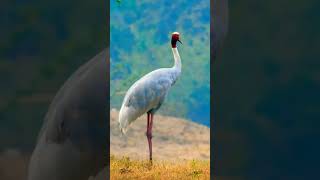 sarus crane world largest flying bird #nature #wildlife #trending #birds #saruscrane