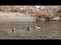 섬진강_호사비오리 mergus squamatus gould scaly sided merganser