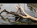 such a friendly giant river otter