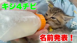 まだミルク恋しい離乳食デビューした子猫達【4 kittens】