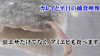 ガンゾウヒラメ、マナガレイ、メイタカレイ、平目が石ゴカイ、青イソメ、アミエビを捕食する連続映像。吸うようにして食べています。釣太郎海水魚飼育動画。