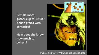 The Amazing World of Yuccas and Their Pollinators: Presented by Wendy Hodgson