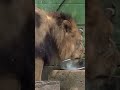 ゴクゴク💦水飲むヤマト🦁 おびひろ動物園 ライオン ヤマト shorts