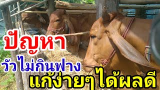 วัวไม่กินฟาง แก้ง่ายๆได้ผลดี#cow #คนเลี้ยงวัว #วัว