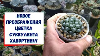 Новое преображения  цветка суккулента хавортия, супер!!!