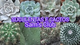 Cactos e suculentas no mercado!#viralyoutubevideo #suculentas #cactos #fypp #casa#jardim #jardin#sol