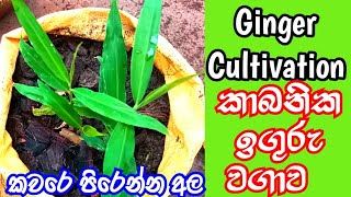 අදම කාබනික ඉගුරු වගාව පටන්ගමු Organic ginger cultivation කවරයක ඉගුරු වවමු aluth wagawa අලුත් වගාව