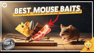 TOP 5 Best Bait for Mouse Traps 2026 | The Most Irresistible Lures for Catching Mice
