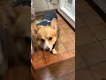 雨具を着るとツチノコになる犬 コーギー ジッさん corgi 愛犬 柯基 코기