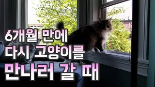 6개월 만에 다시 고양이를 만나러 갈 때 - When I meet my cat again in 6months