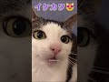 【説明見て】　猫ミームの人気者の元ネタ　カリカリ猫はイケメンで可愛い声の女の子　cat meme　 shorts 猫ミーム　 catmeme 　 猫マニ