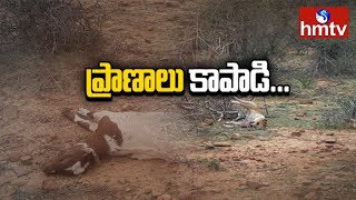 Dog Saves SheepMen | యజమాని ప్రాణాలు కాపాడేందుకు తన ప్రాణాలనే.... | Telugu News | hmtv