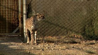 Iran moves to save last 'mascot' Asiatic cheetahs