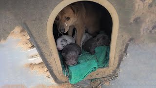 Neglected and chained mother and her puppies suffered in frozen cold and rain!