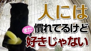 【Jean 0627】黒猫が家にやってきた！ ポンちゃんに人とのスキンシップを　元野良猫の保護里親記録  Jean \u0026 Pont, a former stray cat.