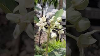 श्वेतार्क | shwetark | Aak Plant (Madar) : सफ़ेद आंकड़े का पौधा #vastu #viral #gardening