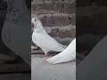 original sialkoti kabootar🔥🔥 pigeons