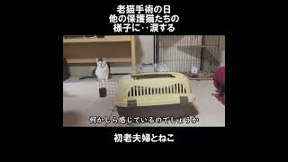 しょうちゃんの再手術の日、みんなの様子に涙しました‥ #初老夫婦とねこ #保護猫 #老猫 #多頭飼い #shorts