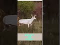 albino deer archerylife