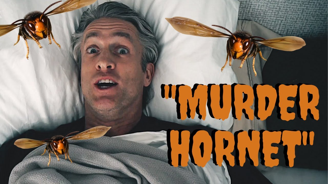 Murder Hornets... Wait, What? (Original Song) - YouTube