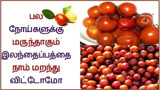 இலந்தை பழத்தின் நன்மை I Makkalkural Tv