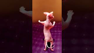 dancing cat 🐱funny Dan's #shorts ytshorts #viralshort #insani billi cute cats..ll😇