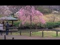 大倉山公園梅林 5　　2012.3.18.