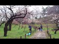 大倉山公園梅林 5　　2012.3.18.