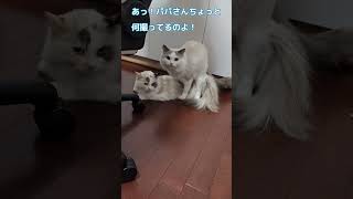 冬なのに発情期が来た猫たちの交尾、タジタジな♂が可愛いすぎ #shorts