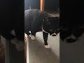 間のあるお返事【猫動画】tuxedo cat白黒猫ざきお