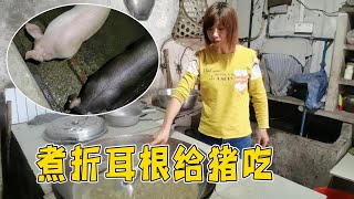 大姐去扯折耳根煮给猪儿吃，希望健健康康长大【乡村大姐】