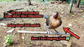 Cara menjinakkan ayam hutan liar hasil tangkapan?? || DAMAN CHANNEL