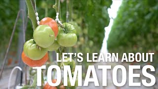 Let's Learn About: Tomatoes