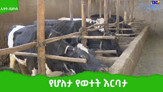 ኢትዮ-ቢዝነስ፡-የሆለታ የወተት እርባታ Etv | Ethiopia | News