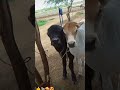 cow kutch vagad bunnybuffalo