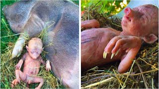 Farmer s Pig Gives Birth To Human Baby He Takes A Closer Look And Starts Crying