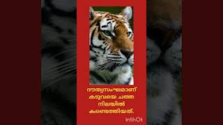 ദൗത്യസംഘമാണ് കടുവയെ ചത്ത നിലയിൽ കണ്ടെത്തിയത്.